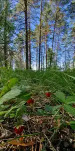 Райское гнездышко - 90