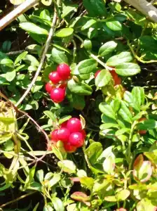 Мантиансаари - 90