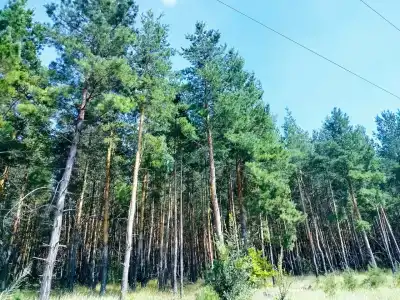 Сосновая Стрит - 3