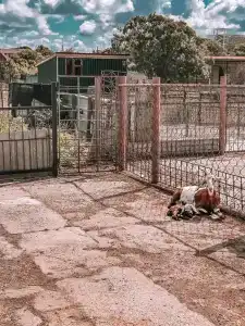 Страусиная ферма Экзотик - 4