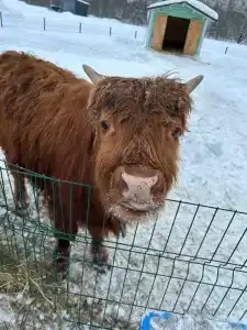 Европейский - 31