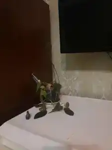 Соломон Внуково - 15