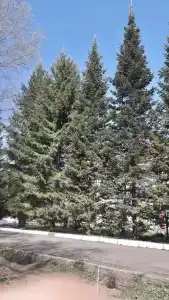 Фантазия - 29