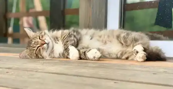 МайнДорф - Батаково - 10