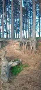 Смородина - 24