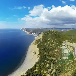 Самшит - 23