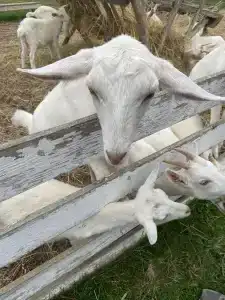 Александровский спас - 2