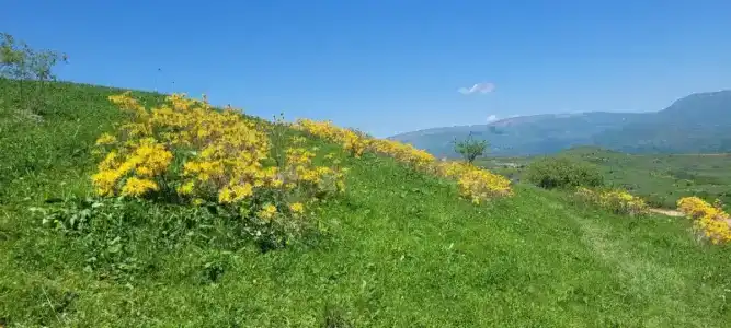 Кубачи-УЮТ - 5