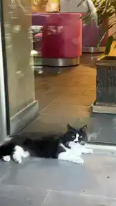 Туфенкян Исторический - 35