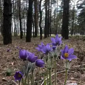 Усадьба - 27