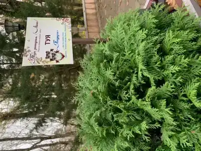 Минеральный - 24