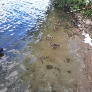 Юрта Лахти - 85