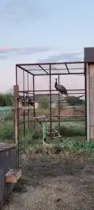 Каштан - 18