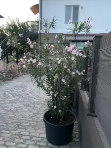 Казантипская хижина - 76