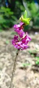 Latifundia - 87