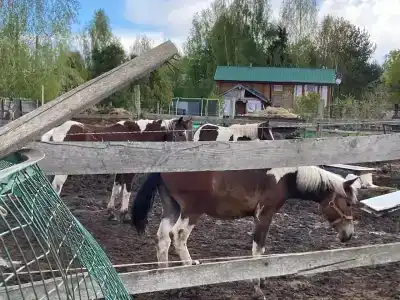 Непросто Дача - 21