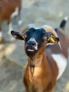 Страусиная ферма Экзотик - 93