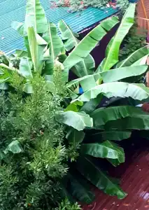 Ростовчанка - 93