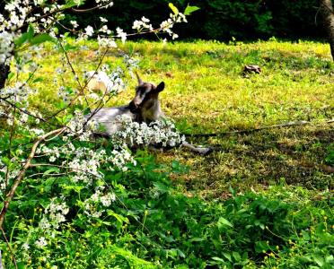 Эко Суздаль Inn - 68