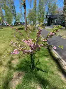 alke Resort & SPA  - 37