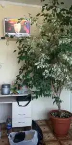 Рассвет - 4