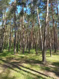 Сосновый бор - 43