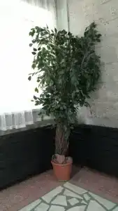 Каштак - 39