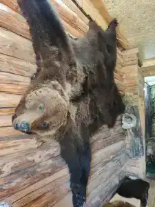 Живица - 19