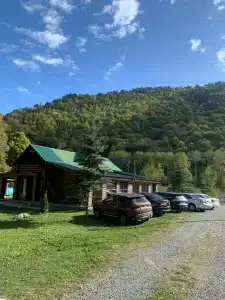 Платан - 20