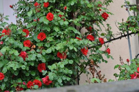 Academia Residence - 11