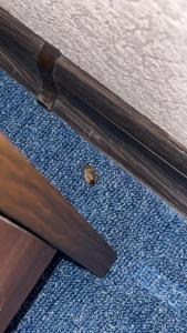 Виолетта - 19