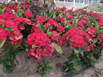 Desert Rose Resort - 12