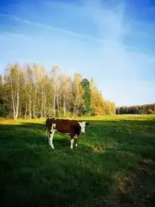 Малина - 32