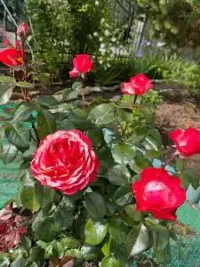 Волшебный Сад - 32