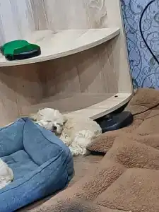 Каспий-2 - 9