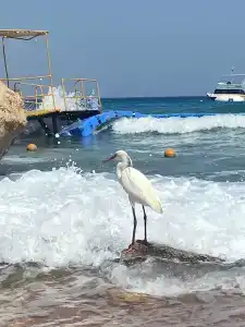 Concorde El Salam Sharm El Sheikh Front - 16