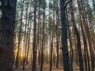 ForestHouse Лесной домик - 44