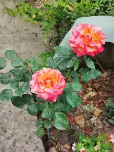 Рояль - 13