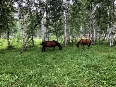 Белый Алтай - 46
