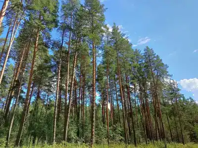 Кувшинка - 1