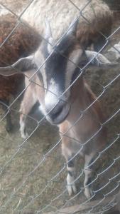 Панский сад - 54