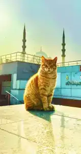 Amber & Spa - 10