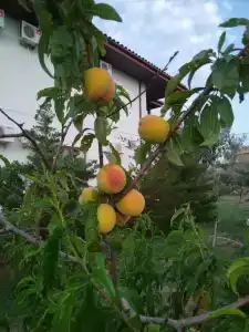 Караван-Сарай - 4