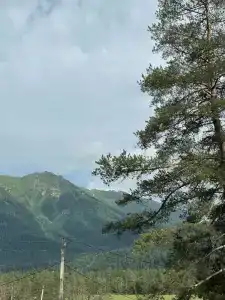 Сосны - 2