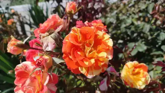 Дом друзей - 33