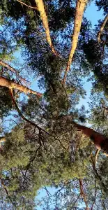 Смородина - 54