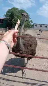 Страусиная ферма Экзотик - 97