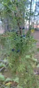 Парк Ладога - 41