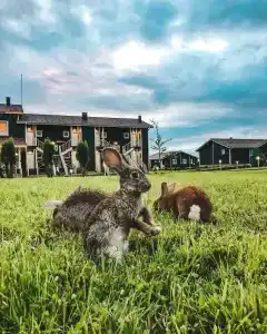 Вазуза Кантри Клаб - 3