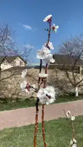 Усадьба Никольское - 29